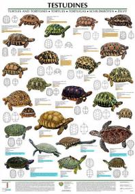 Plakát - Testudines - želvy