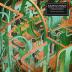 Graveyard:  Innocence -amp; Decadence