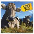 Krávy - nástěnný kalendář 2015