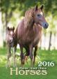 Kalendář nástěnný 2016 - Koně - Horses