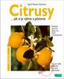 Citrusy...jak si je vybrat a pěstovat - jak na to